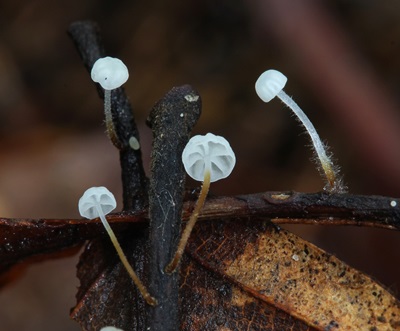 Rhizomarasmius setosus