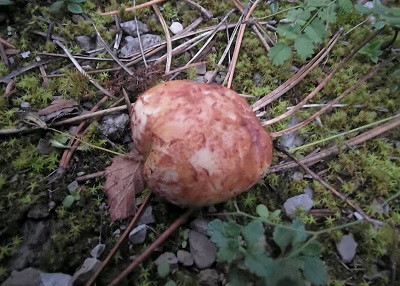 rhizopogon-roseolus1