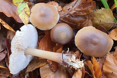 rhodocollybia-butyracea2