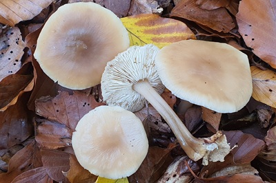 rhodocollybia-butyracea3