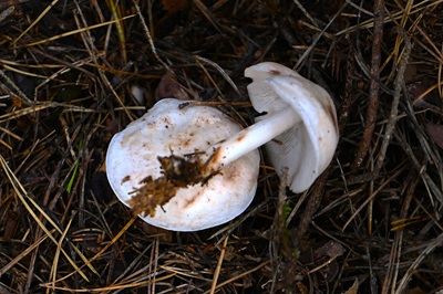 Rhodocollybia maculata
