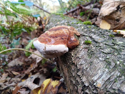 Rhodofomes cajanderi