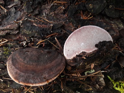 Rhodofomes roseus