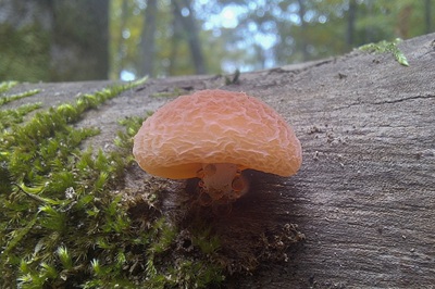 rhodotus-palmatus1
