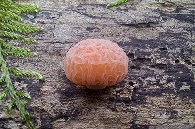 rhodotus-palmatus2