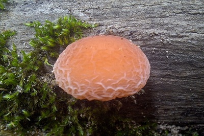 rhodotus-palmatus3