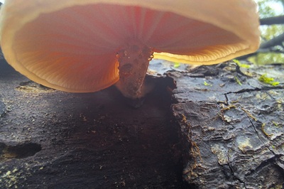 rhodotus-palmatus4