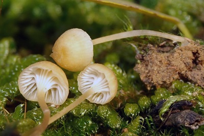 Rickenella fibula
