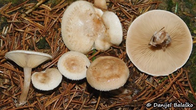 Ripartites tricholoma