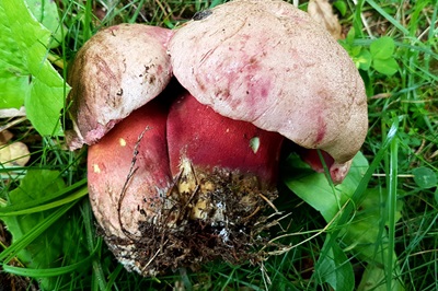 Rubroboletus rubrosanguineus