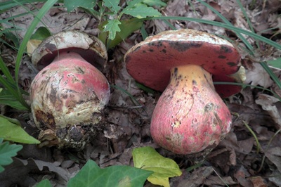 rubroboletus-satanas10