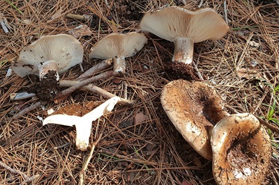 Russula acrifolia