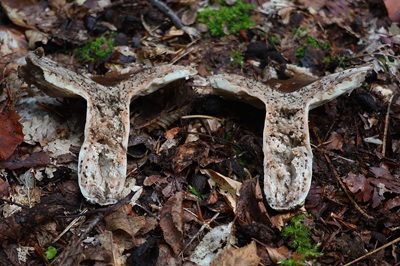 russula-acrifolia4