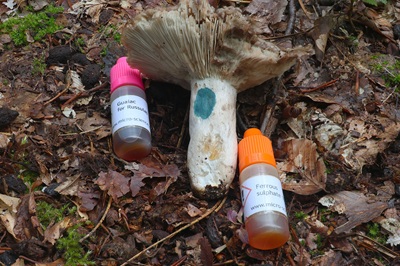 russula-acrifolia5