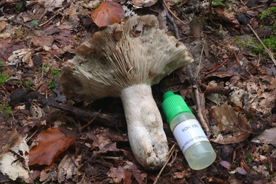 russula-acrifolia6