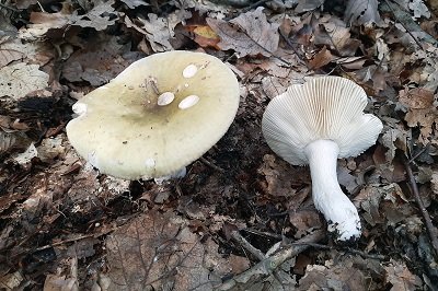 russula-aeruginea2