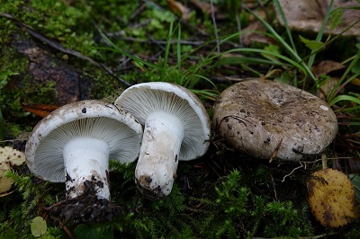 Russula albonigra