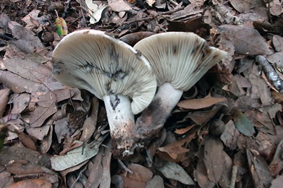russula-albonigra1