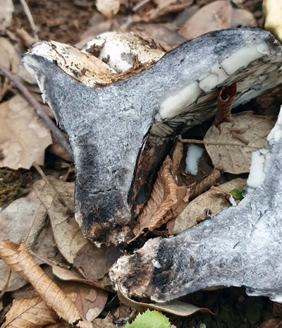 russula-albonigra3