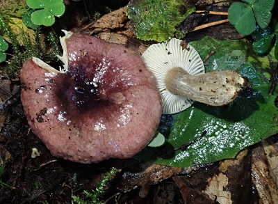 Russula alnetorum