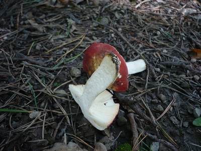 Russula amarissima