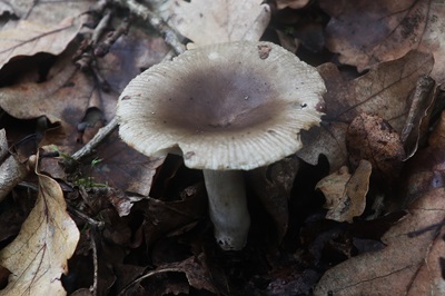 Russula amoenolens
