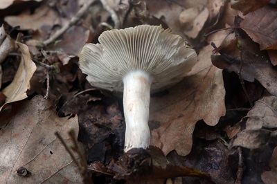 russula-amoenolens1
