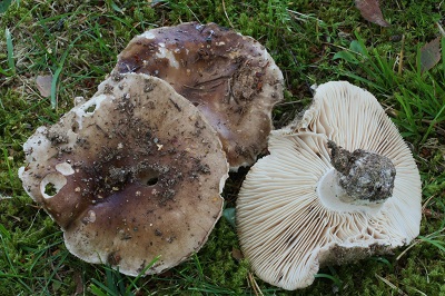 Russula anthracina