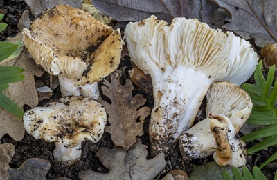 Russula archaeosuberis