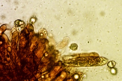 russula-atropurpurea11