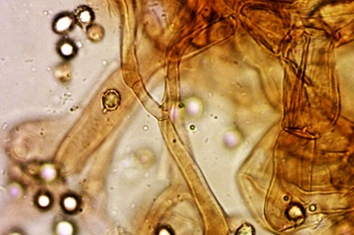 russula-atropurpurea12