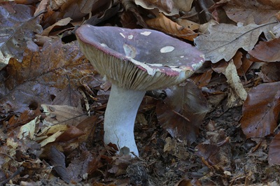 russula-atropurpurea2