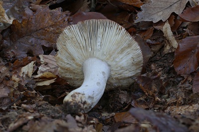 russula-atropurpurea3