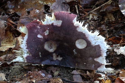 russula-atropurpurea4