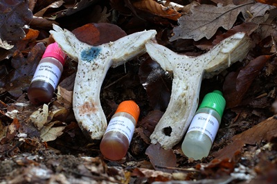 russula-atropurpurea5