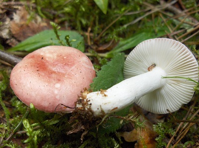 Russula betularum