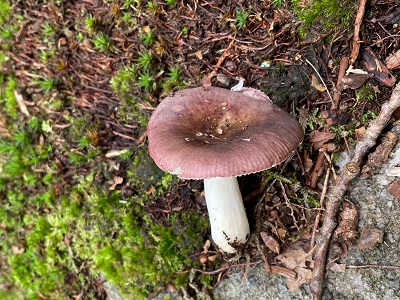 Russula brunneoviolacea