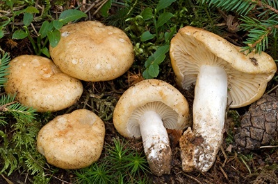 Russula camarophylla