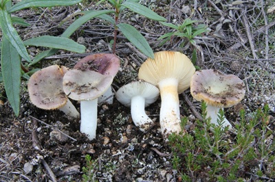 Russula cistoadelpha