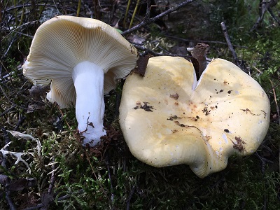 Russula claroflava