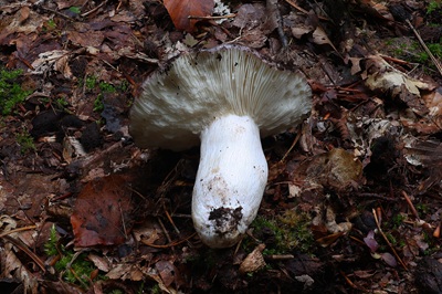 russula-cyanoxantha-f-cutefracta1