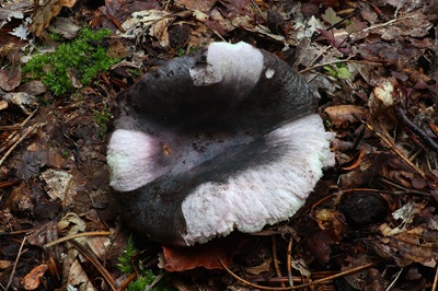 russula-cyanoxantha-f-cutefracta2