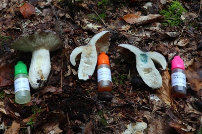 russula-cyanoxantha-f-cutefracta3