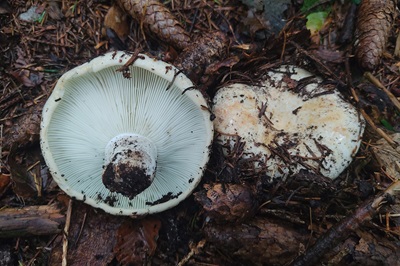 Russula delica