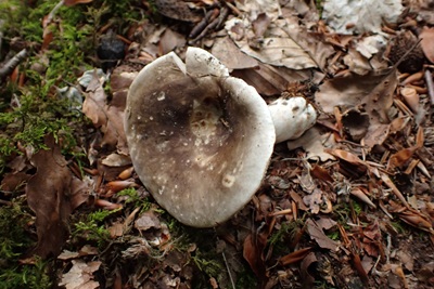 Russula densissima