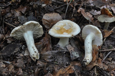 Russula fellea