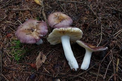 Russula firmula
