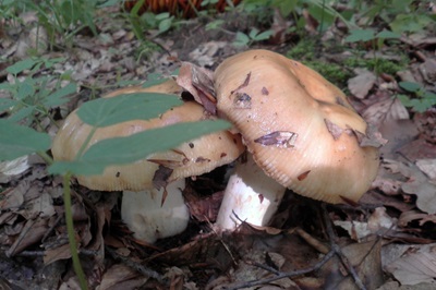 Russula foetens