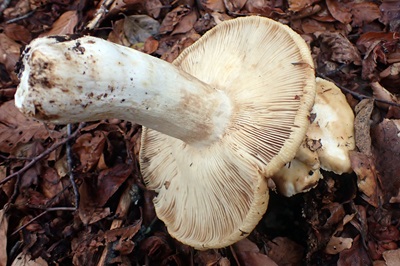 russula-foetens3