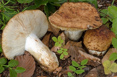 Russula fragrantissima